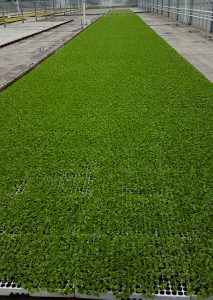 PLANTA (1)